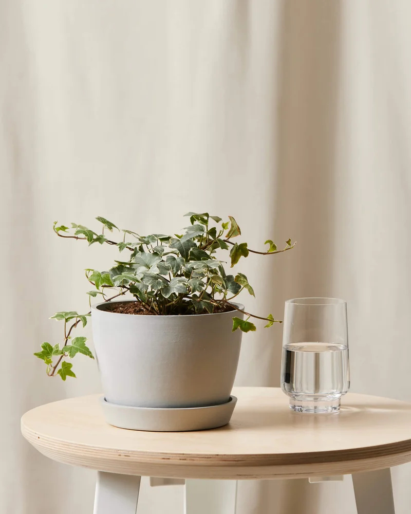 Image of English Ivy