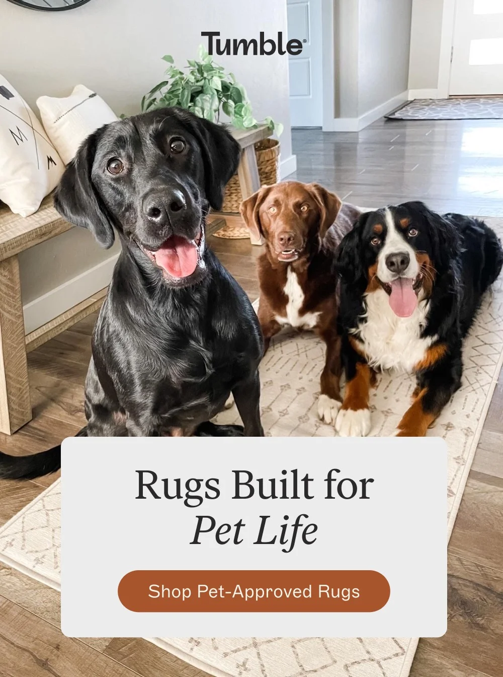 Rugs Built for Pet Life Shop Pet-Approved Rugs