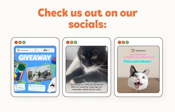 Check us out on our socials! Images of the 3 latest meowbox posts