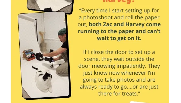 "Every time I start setting up for a photoshoot and roll the paper out, both Zac and Harvey come running to the paper and can’t wait to get on it. If I close the door to set up a scene, they wait outside the door meowing impatiently. They just know now whenever I’m going to take photos and are always ready to go….or are just there for treats."
