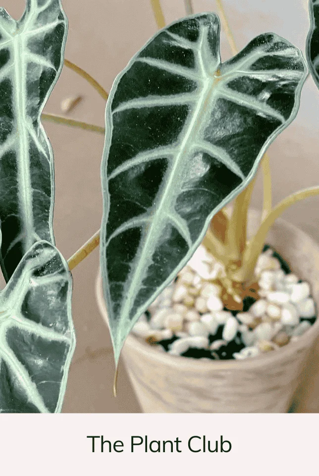 The Plant Club