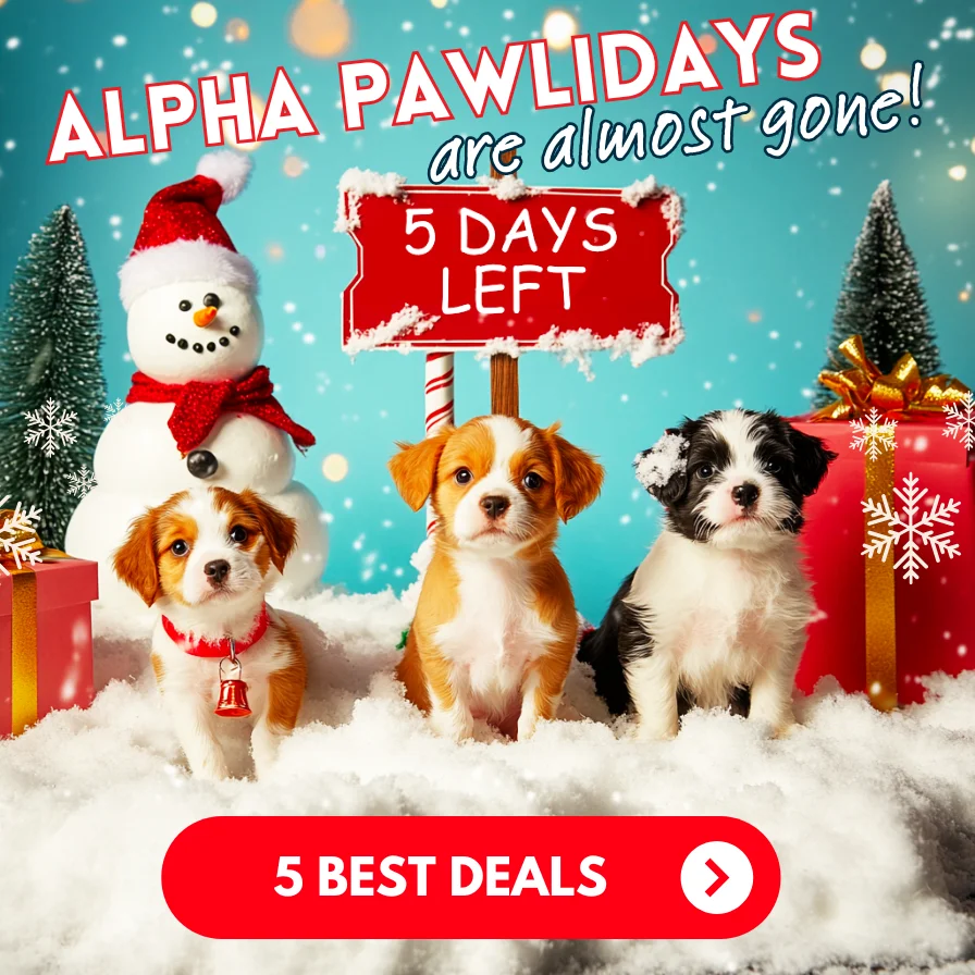 Up to 80% off! Pawliday sale Up to 80% off! Pawliday sale