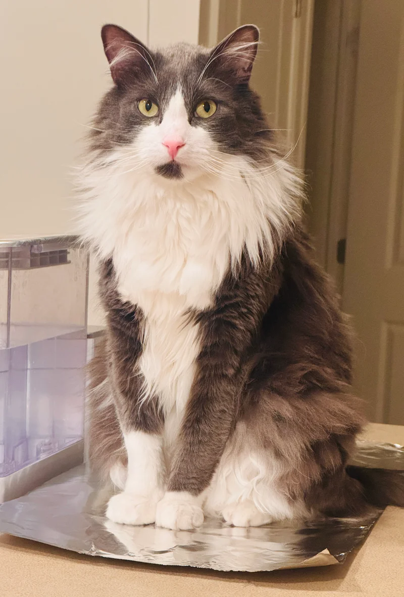 a cat sitting on the floor in front of a door