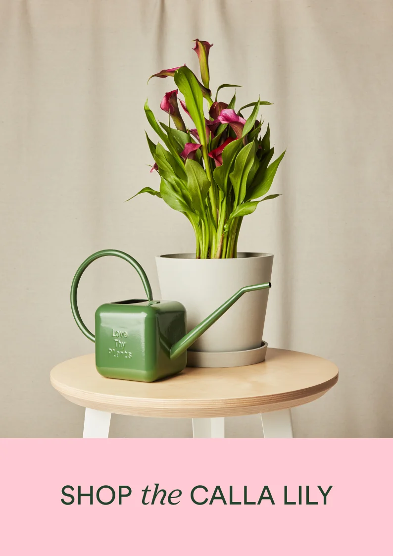 shop the calla lily