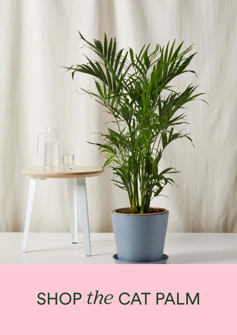 shop the cat palm