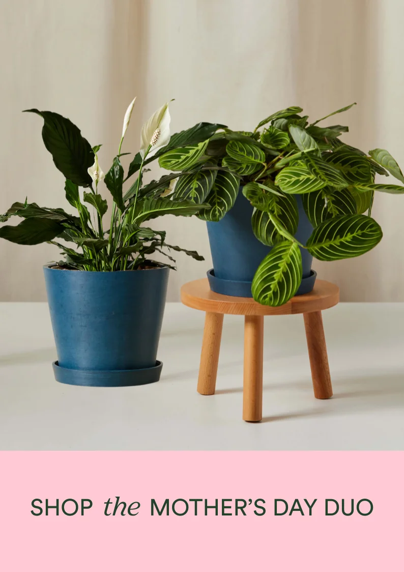 shop the mother's day duo