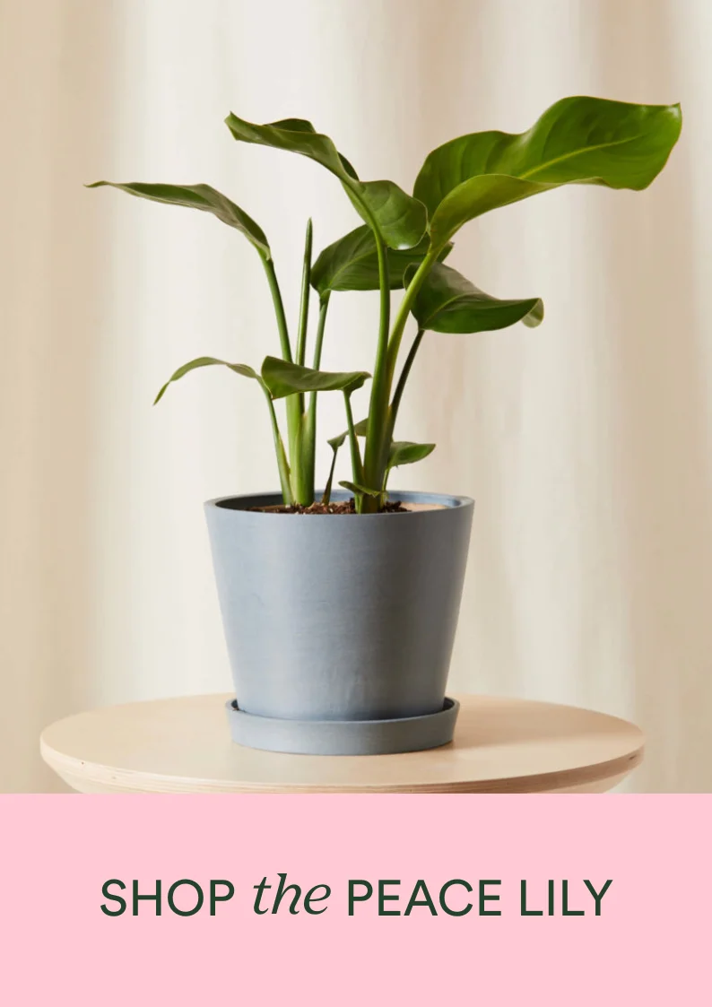 shop the bird of paradise