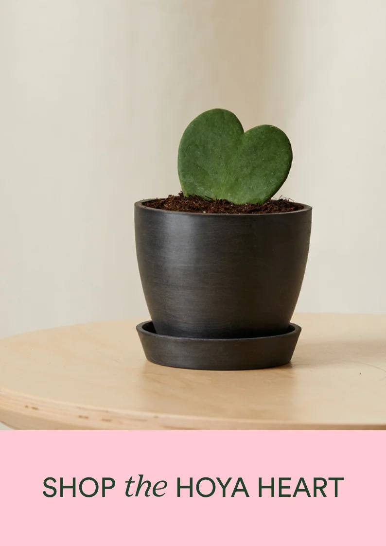 shop the hoya heart