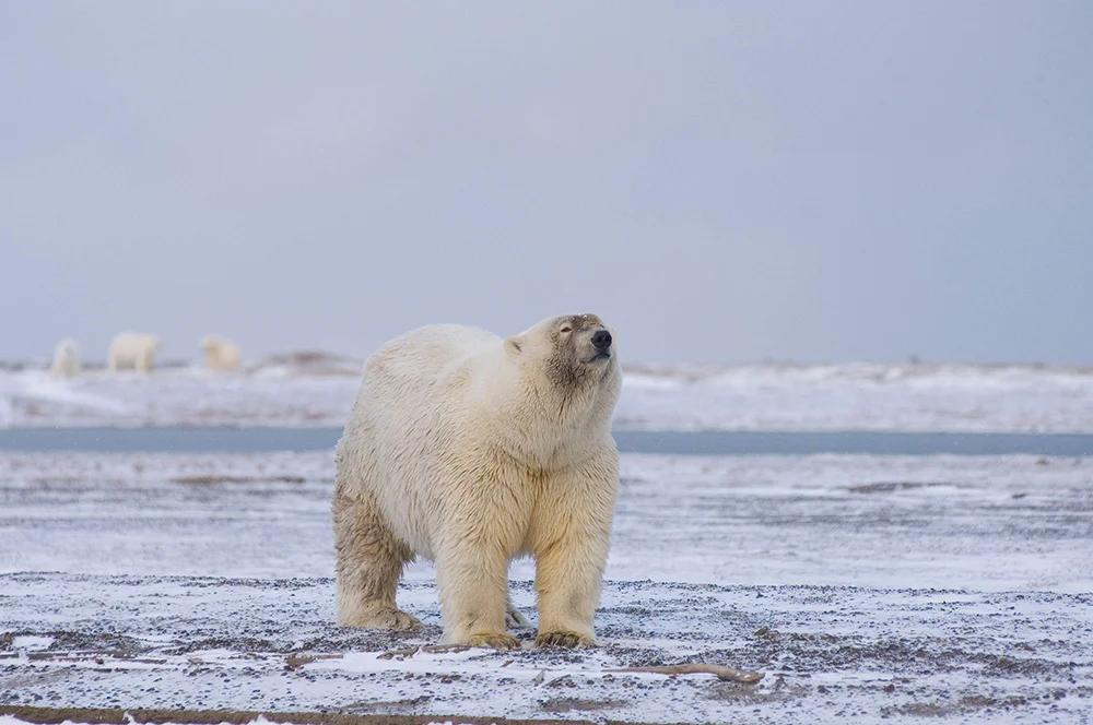 A bear with white fur over most of its body looks upward with eyes close you can see darker fur on its face