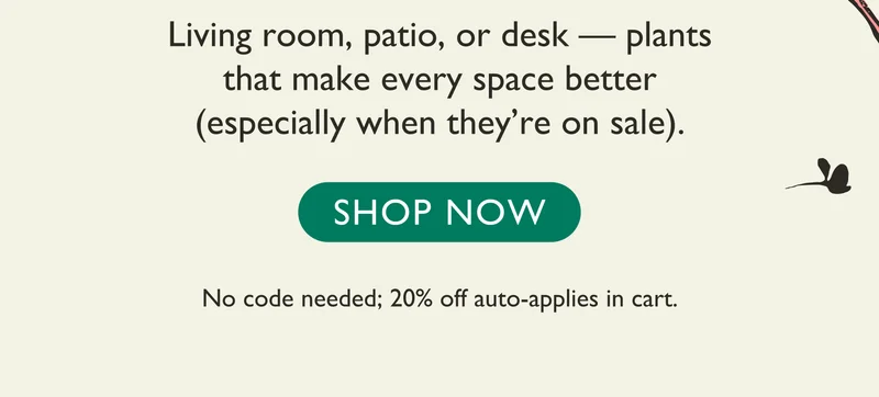 Living room, patio, or desk — plants that make every space better (especially when they’re on sale). Shop now.