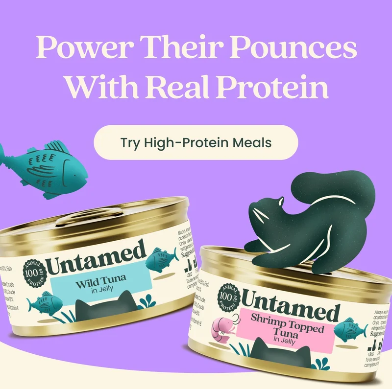 Try High-Protein Meals