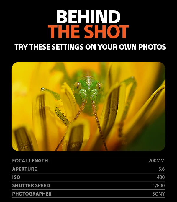 Behind The Shot | Try these settings on your own photos | Focal Length 200mm, Aperture 15.6, ISO 400, Shutter Speed 1/800, Photographer Sony