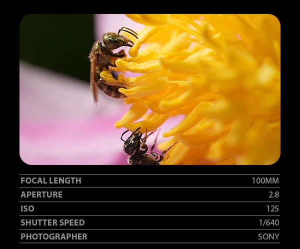Focal Length 100mm, Aperture 2.8, ISO 125, Shutter Speed 1/640, Photographer Sony