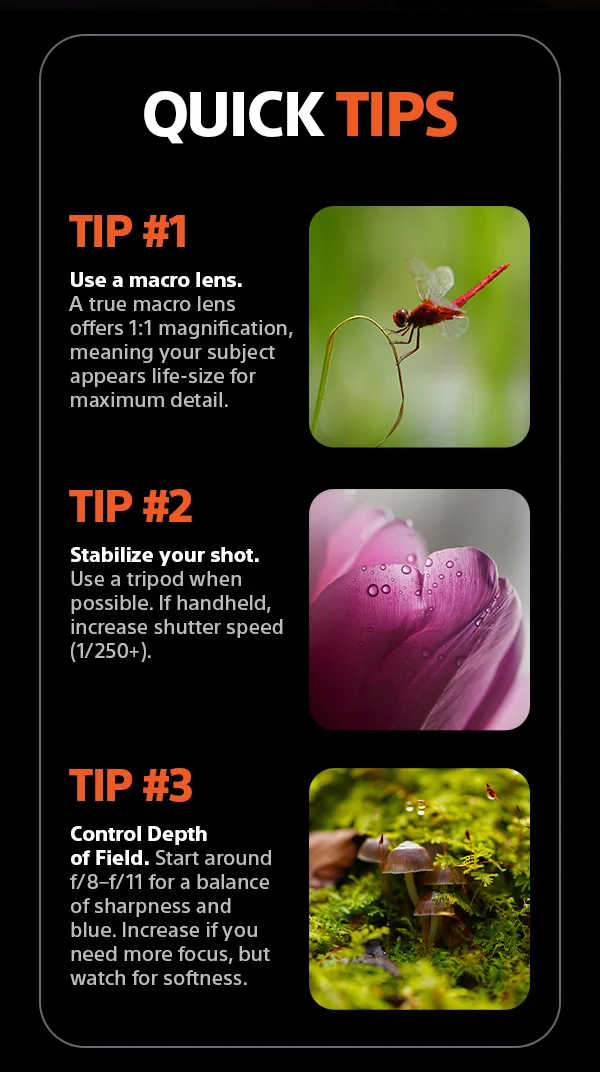 Quick Tips | Tip #1 - Use a macro lens. A true macro lens offers 1:1 magnification, meaning your subject appears life-size for maximum detail. Tip #2 - Stabilize your shot. Use a tripod. If handheld, increase shutter speed (1/250+). Tip #3 - Control Depth of Field. Start around f/8-f/11 for a balance of sharpness and blue. Increase if you need more focus, but watch for softness.