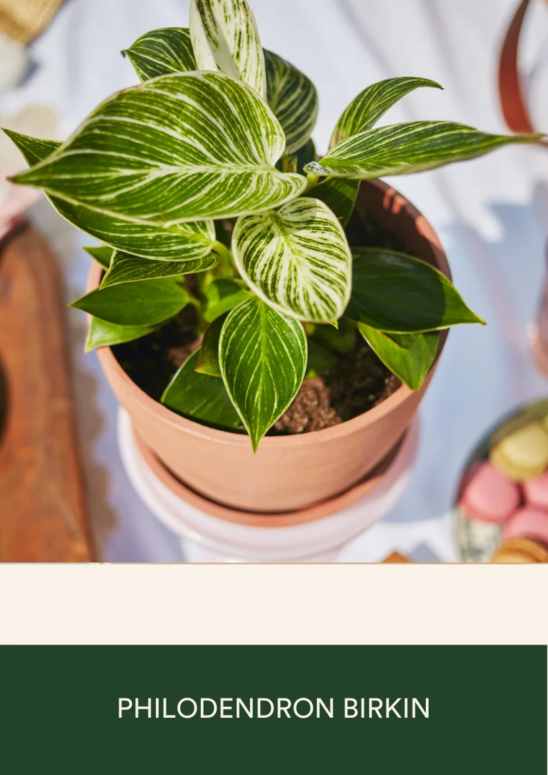 philodendron birkin