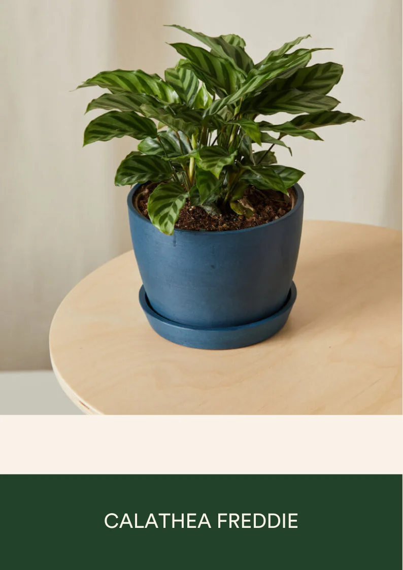 calathea freddie