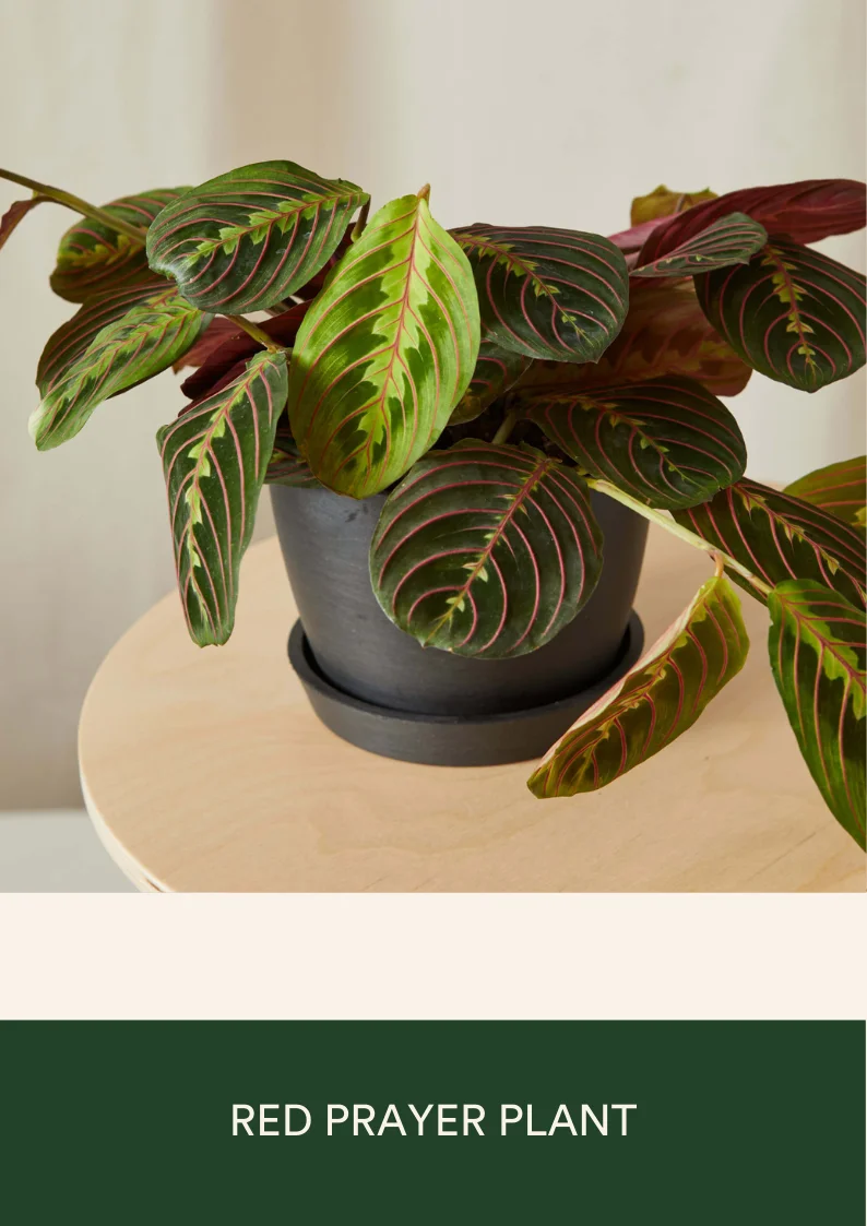 red prayer plant