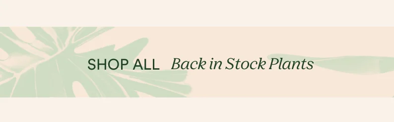 shop back in stock plants