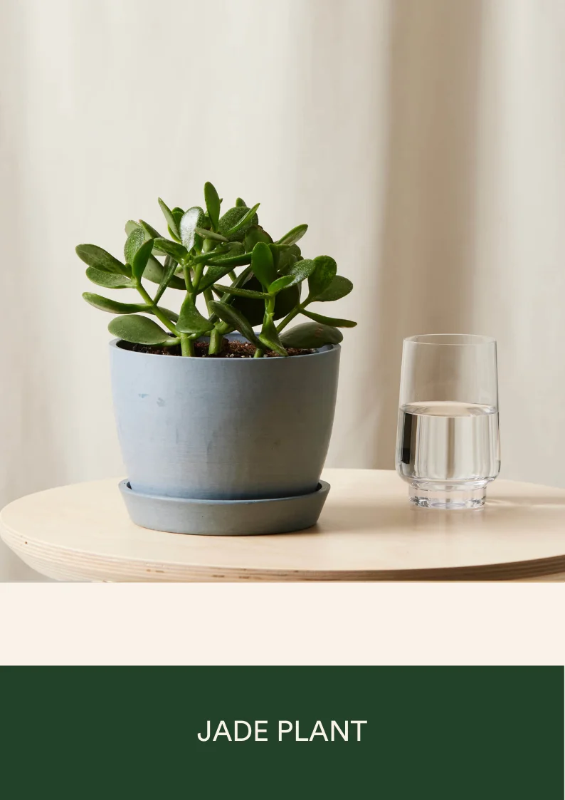 jade plant