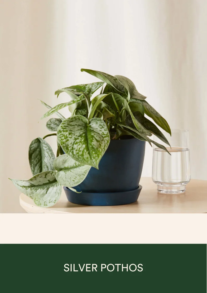 silver pothos