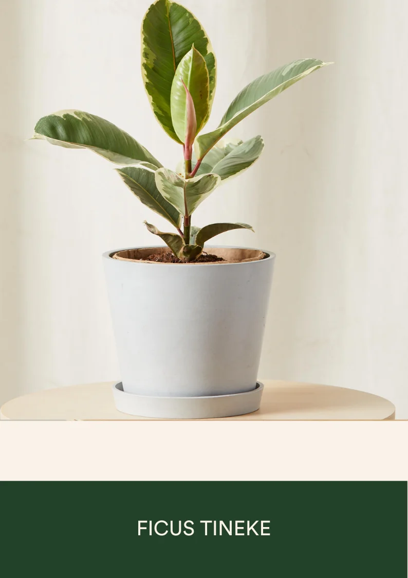 ficus tineke