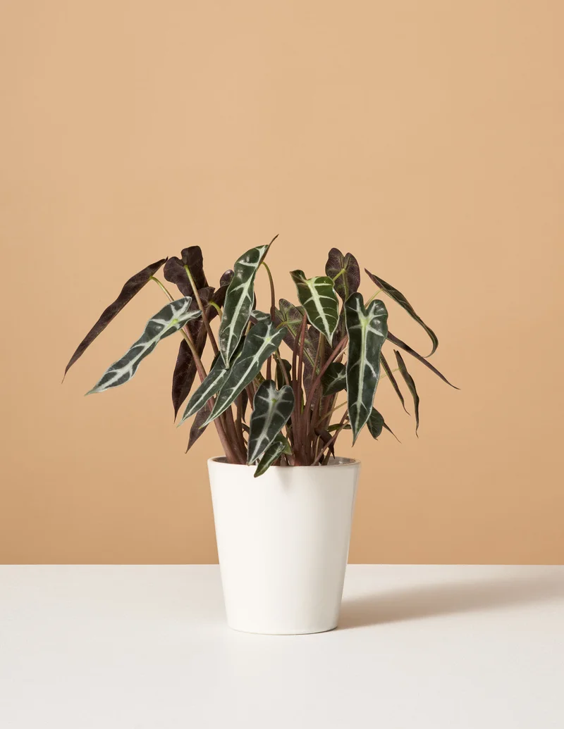 Image of Alocasia Bambino
