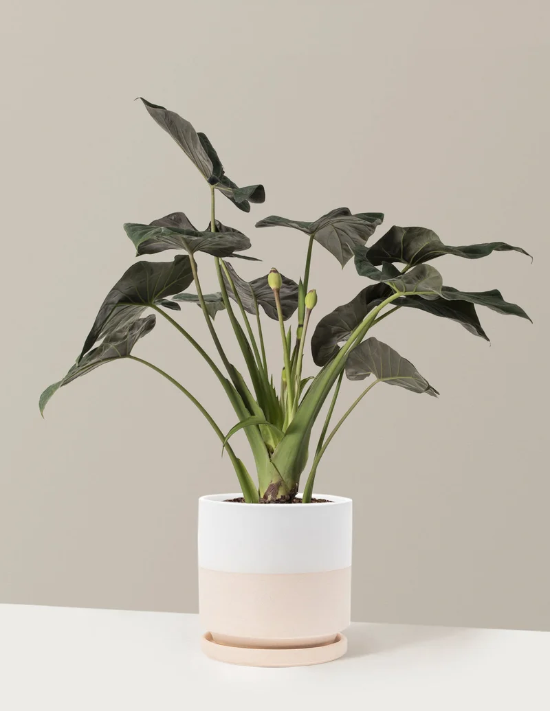 Image of Large Alocasia ‘Regal Shield’