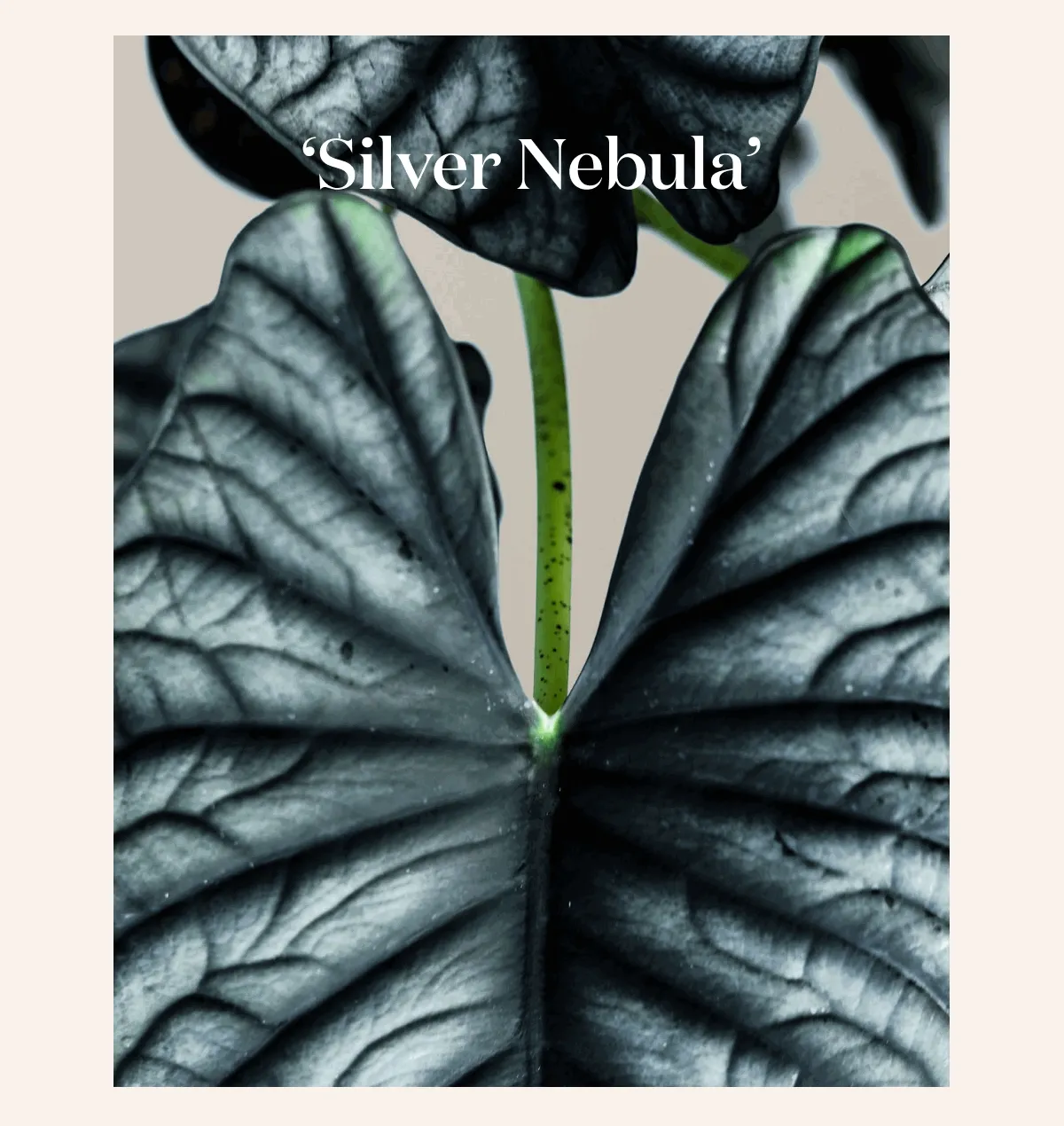 Shop Alocasia Plants