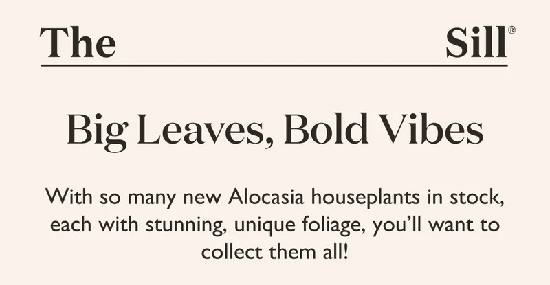 With so many new Alocasia houseplants in stock, each with stunning, unique foliage, you’ll want to collect them all!