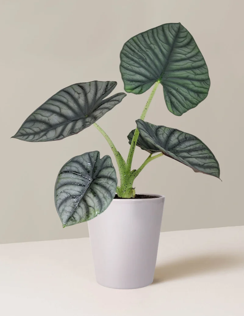 Image of Alocasia Silver Nebula