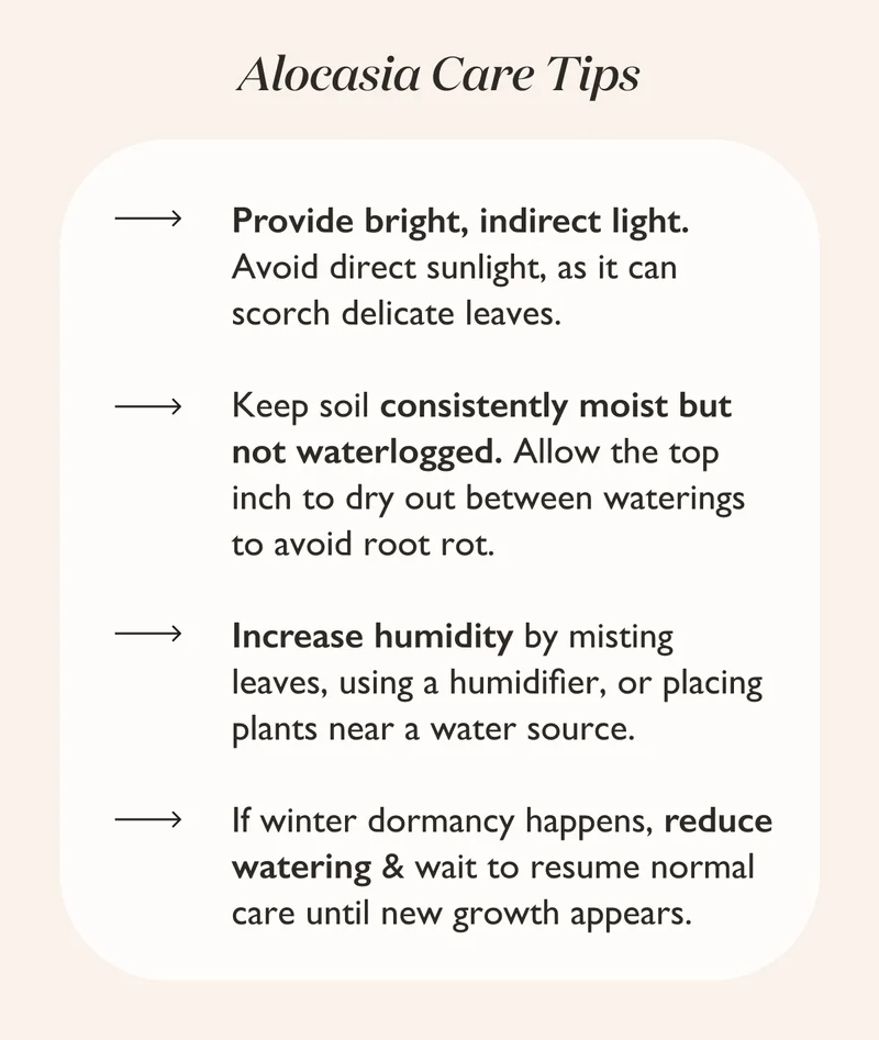 Alocasia Care Tips + Tricks