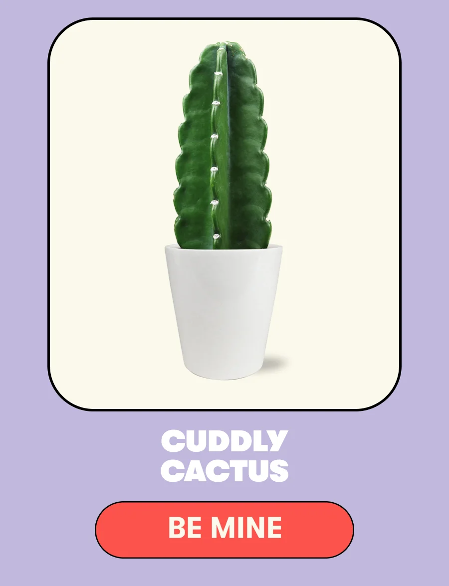 Cuddly Cactus - Be Mine