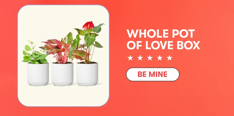 Whole Pot Of Love Box - Be Mind