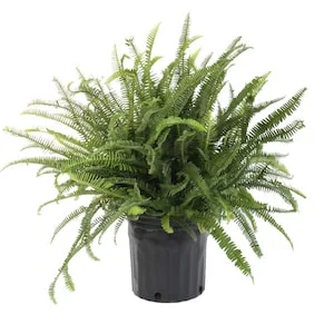 Up to 20% Off Select Indoor/Outdoor Plants
