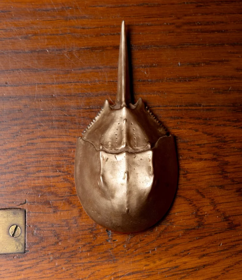 Image of Horsehoe Crab Opener