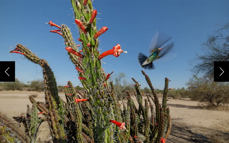 A hummingbird surveys the flowers of an octopus cactus, native to Mexico. The plant grows a thicket of thorny stems that can spread up to 30 feet.