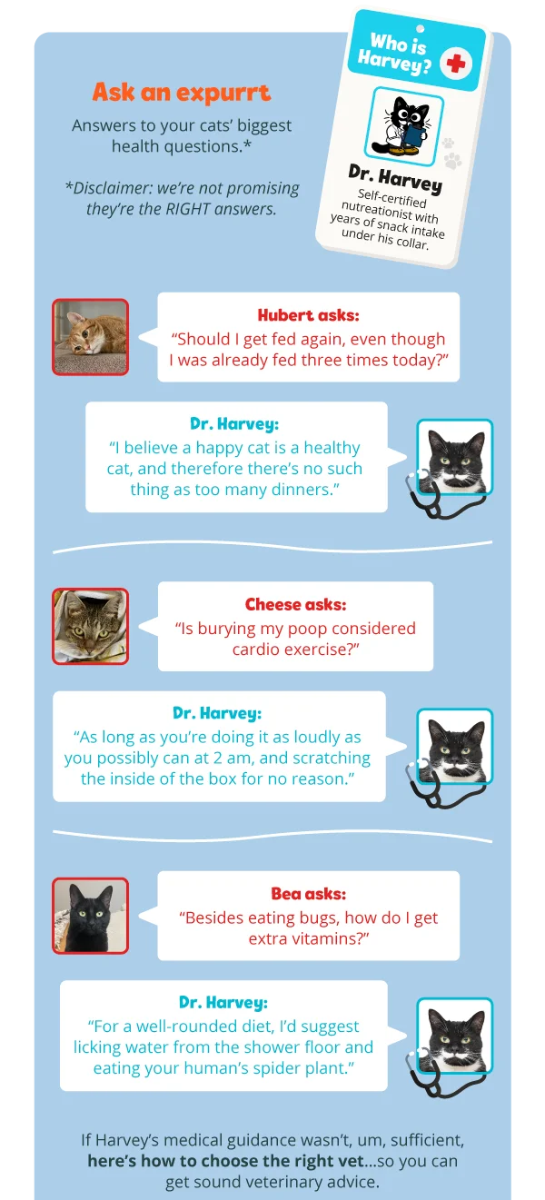 **Ask an expurrt**  Answers to your cats’ biggest health questions.*  **Disclaimer*: we’re not promising they’re the RIGHT answers.  **Who is Harvey?** Dr. Harvey is a self-certified nutreationist with years of snack intake under his collar. **Hubert asks:** “Should I get fed again, even though I was already fed three times today?”  **Dr. Harvey:** “I believe a happy cat is a healthy cat, and therefore there’s no such thing as too many dinners.” **Cheese asks:** “Is burying my poop considered cardio exercise?”  **Dr. Harvey:** “As long as you’re doing it as loudly as you possibly can at 2 am, and scratching the inside of the box for no reason.” **Bea asks:** “Besides eating bugs, how do I get extra vitamins?”  **Dr. Harvey:** “For a well-rounded diet, I’d suggest licking water from the shower floor and eating your human’s spider plant.” If Harvey’s medical guidance wasn’t, um, sufficient, here’s how to choose the right vet…so you can get sound veterinary advice.