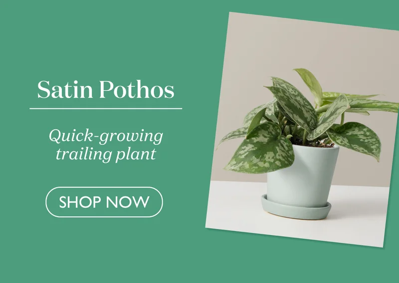 Satin Pothos