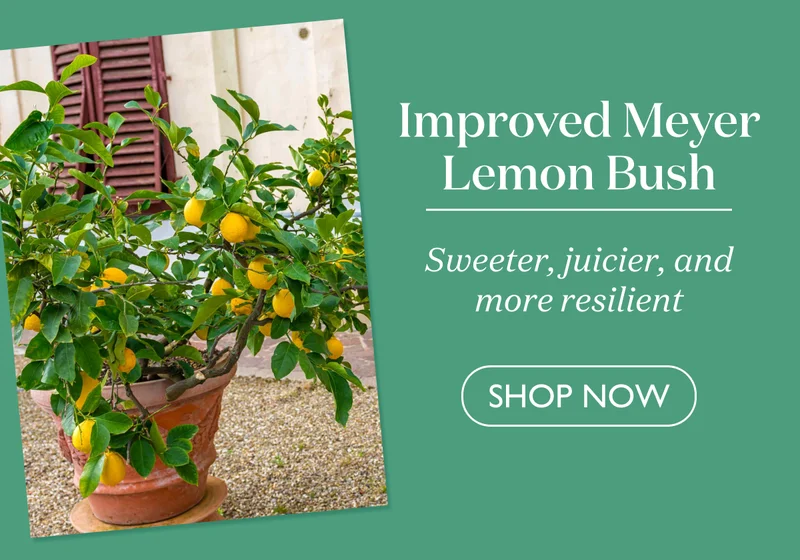 Improved Meyer Lemon Bush