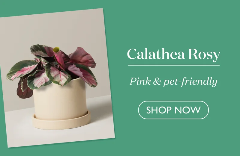 Calathea Rosy
