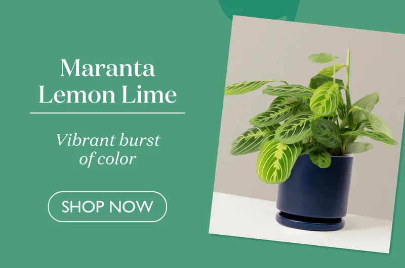 Maranta Lemon Lime