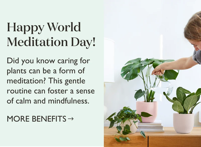 Did you know caring for plants can be a form of meditation? The gentle routine can foster a sense of calm and mindfulness.