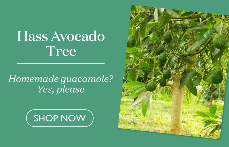 Hass Avocado Tree