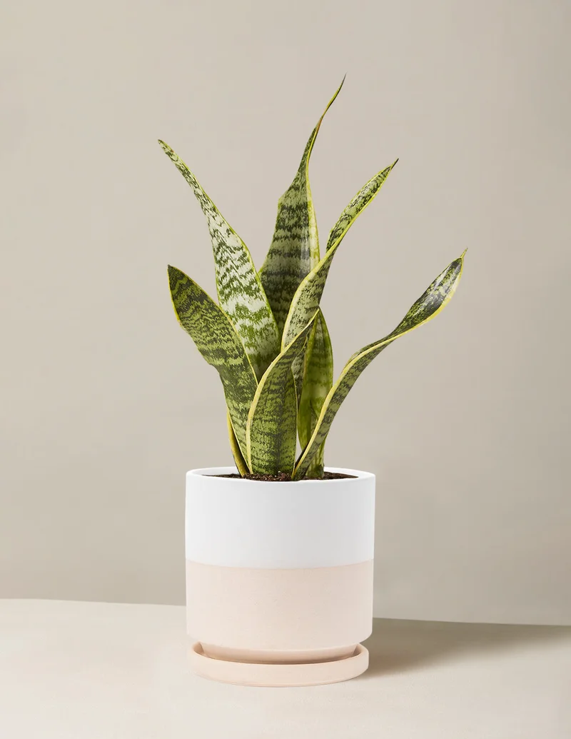Image of Snake Plant Laurentii