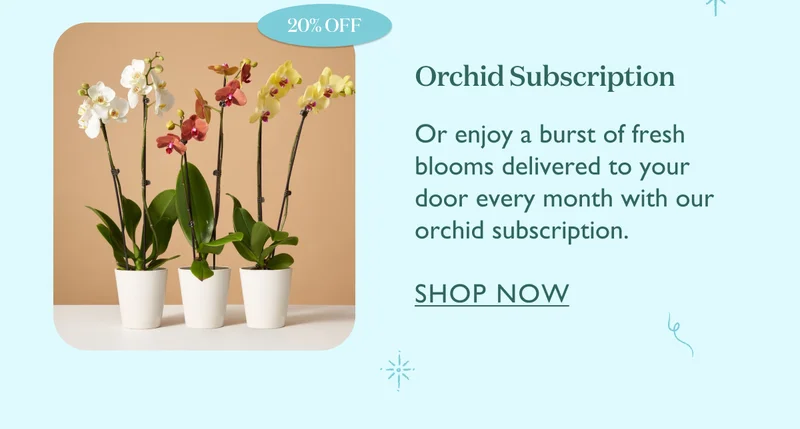 Save 20% on our Orchid Subscription! Enjoy a burst of fresh blooms delivered to your door every month.