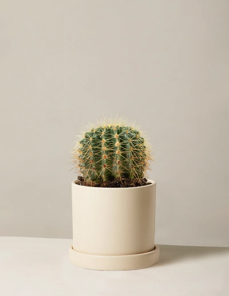 Image of Barrel Cactus