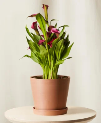 Shop the Calla lily