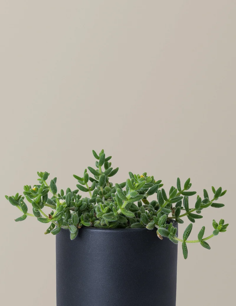 Image of Pickle Plant