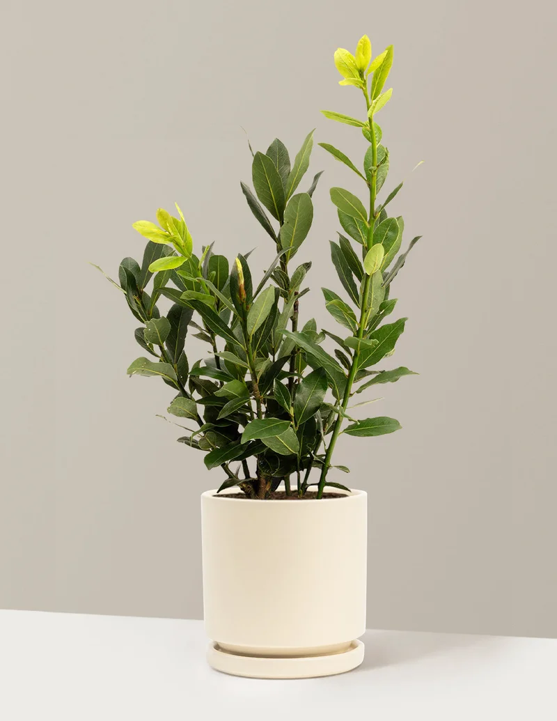 Image of Bay Laurel