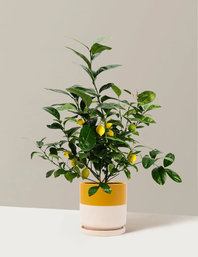 Image of Improved Meyer Lemon Bush
